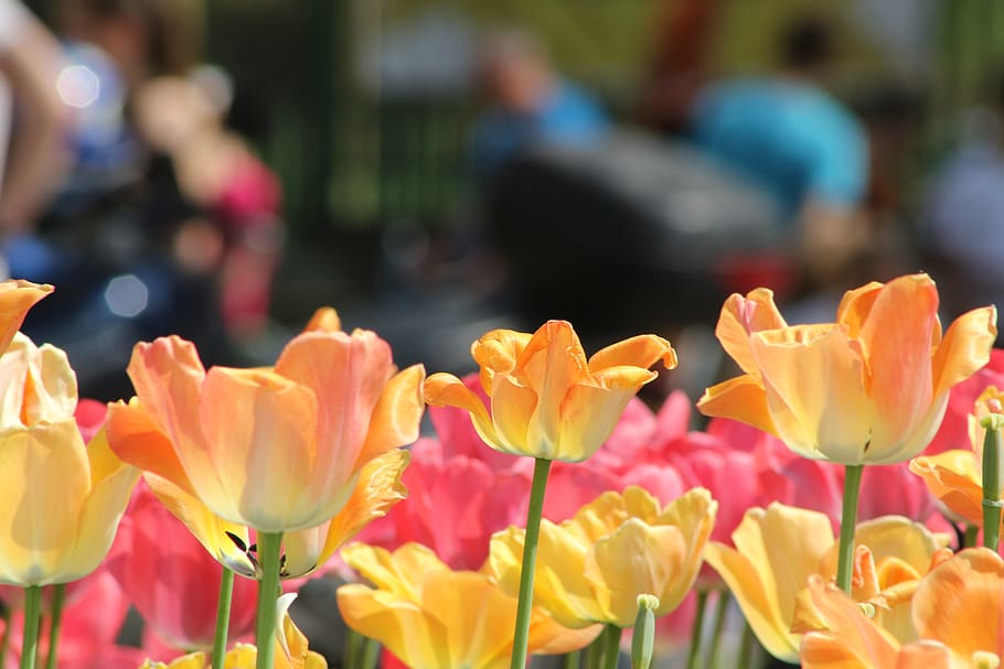 tulip, flowers, spring, plants, flowering plant, freshness HD wallpaper