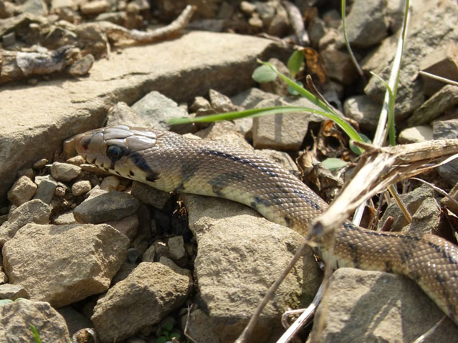 ladder snake, threat, detail, animal, animal themes, animal wildlife, HD wallpaper