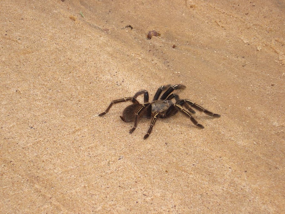 insect, spider, ivy, tarantul, ground, land, sand, animal, beach HD wallpaper