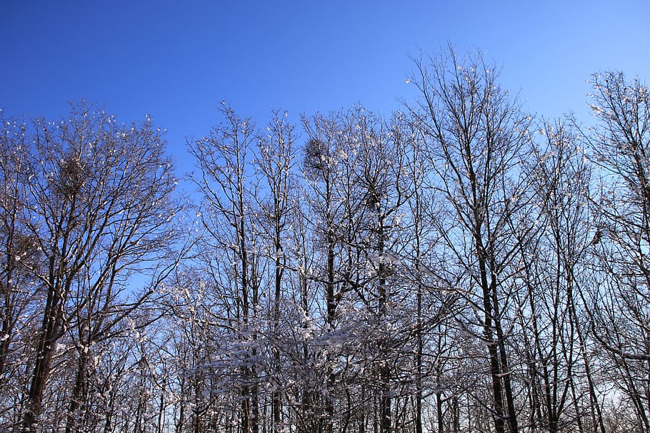 blue, cold, forest, sky, snowy, trees, white, nature, winter HD wallpaper