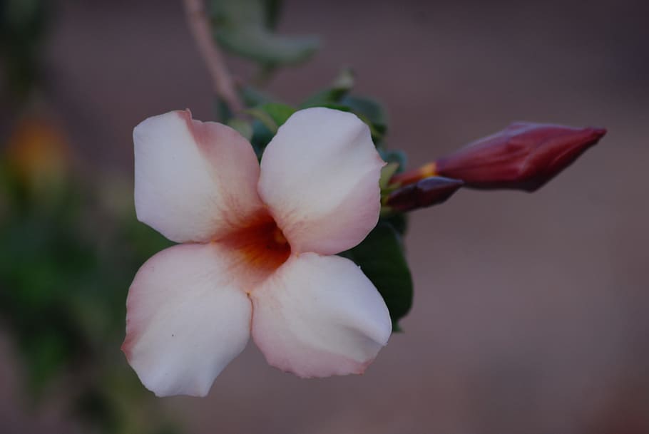 flower, tree, nature, flowering plant, fragility, vulnerability HD wallpaper