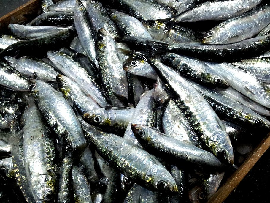 sardines, malpica de bergantiños, coruña, seafood, fish, food and drink, HD wallpaper