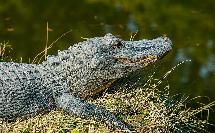 gray crocodile near body of water during daytime, black crocodile near body of water during daytime HD wallpaper