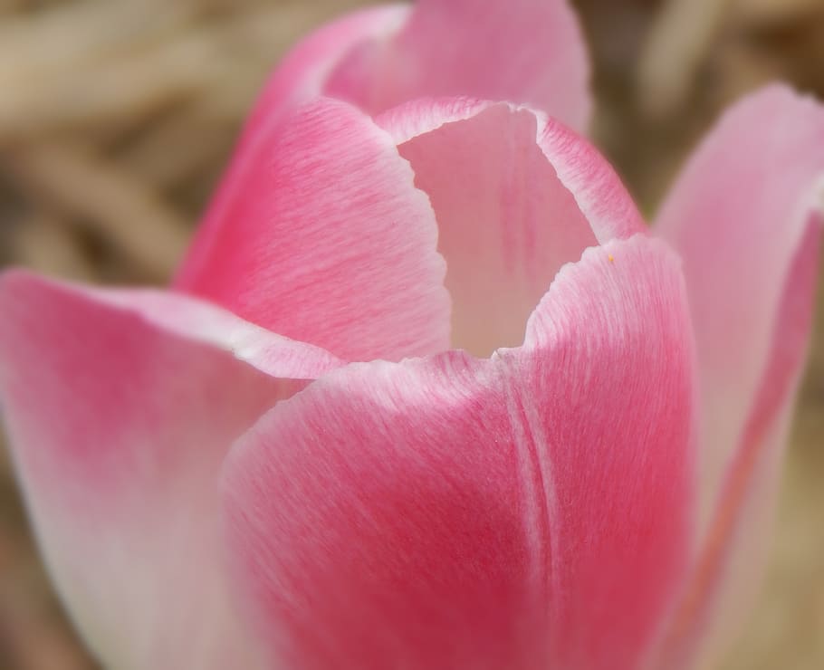 tulip, flower, pink, spring, floral, bloom, blossom, nature HD wallpaper