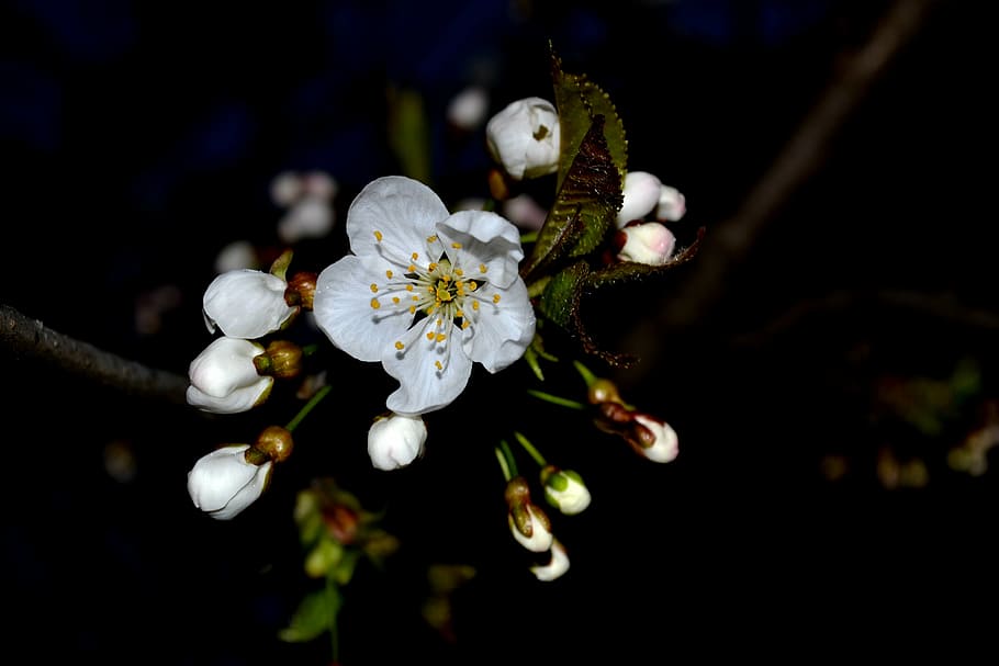 cherry blossom, spring, flower, spring flower, white, nature HD wallpaper