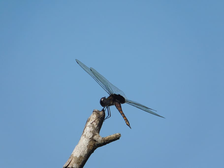 root, dragonfly, sky, invertebrate, blue, insect, animals in the wild HD wallpaper