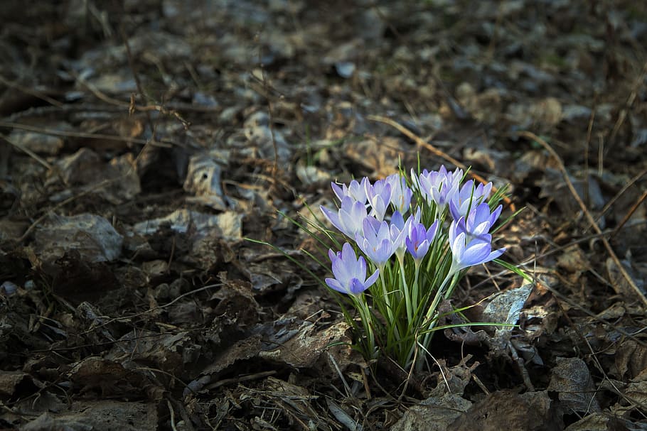 spring, plant, flowers, crocus, flowering plant, vulnerability HD wallpaper