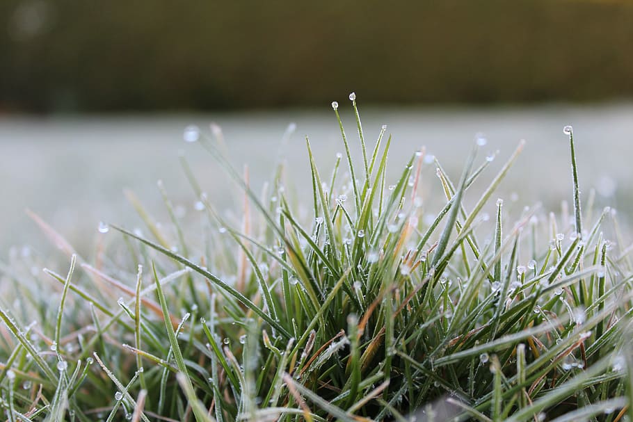 Grass, Rush, Frost, Dew, Blades Of Grass, morgentau, cold, garden HD wallpaper