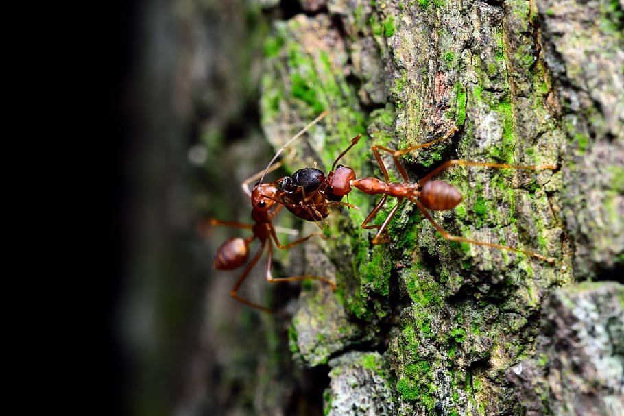 Macro, Insects, Bugs, is, animal themes, animals in the wild HD wallpaper