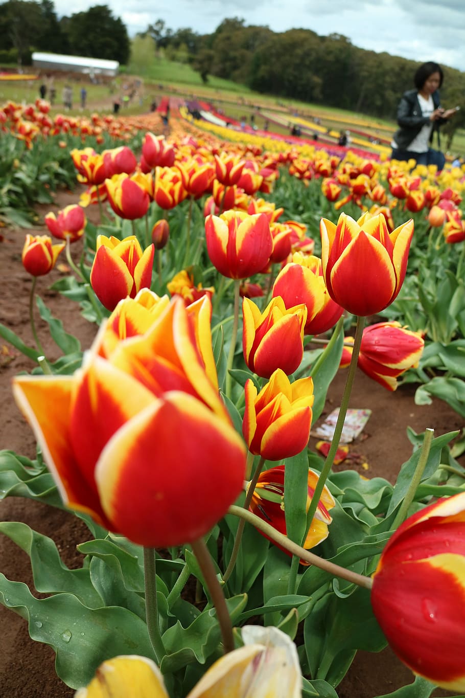 Tulip, Flower, Red, Orange, Green, Plant, growth, nature, day HD wallpaper