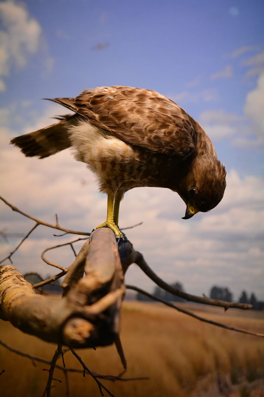 bird, hawk, nature, animal, animal themes, sky, animal wildlife HD wallpaper