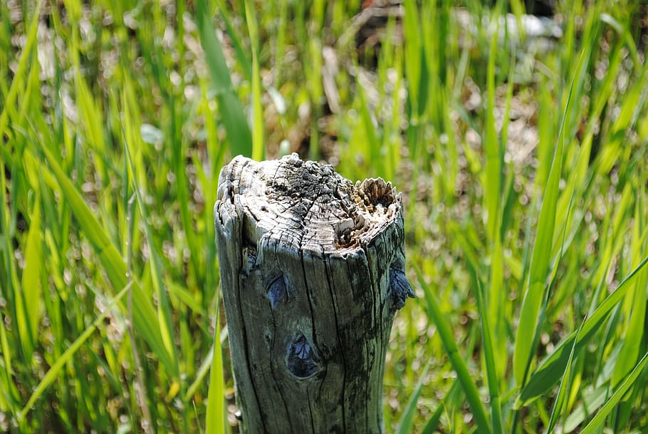 wood, pole, grass, nature, animal, wildlife, close-up, insect HD wallpaper