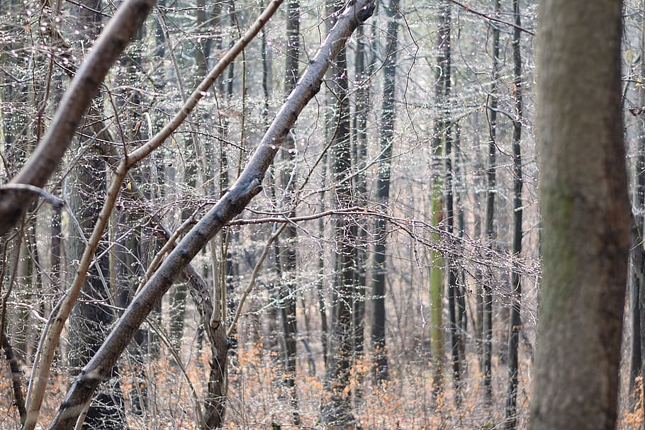 Forest, Spring, Drop Of Water, rain, nature, tree, no people HD wallpaper