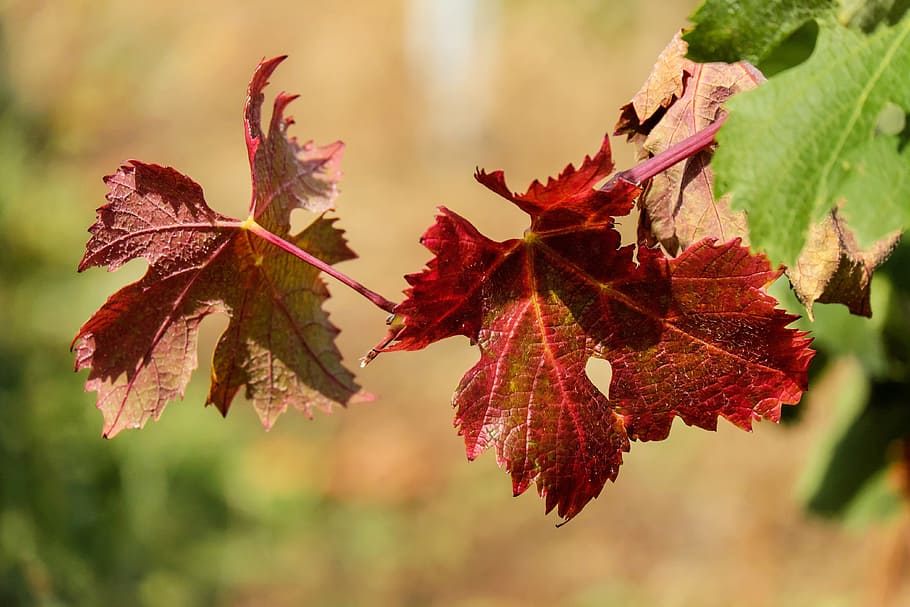 selective focus photography of red plant leaf, wine leaf, bright HD wallpaper