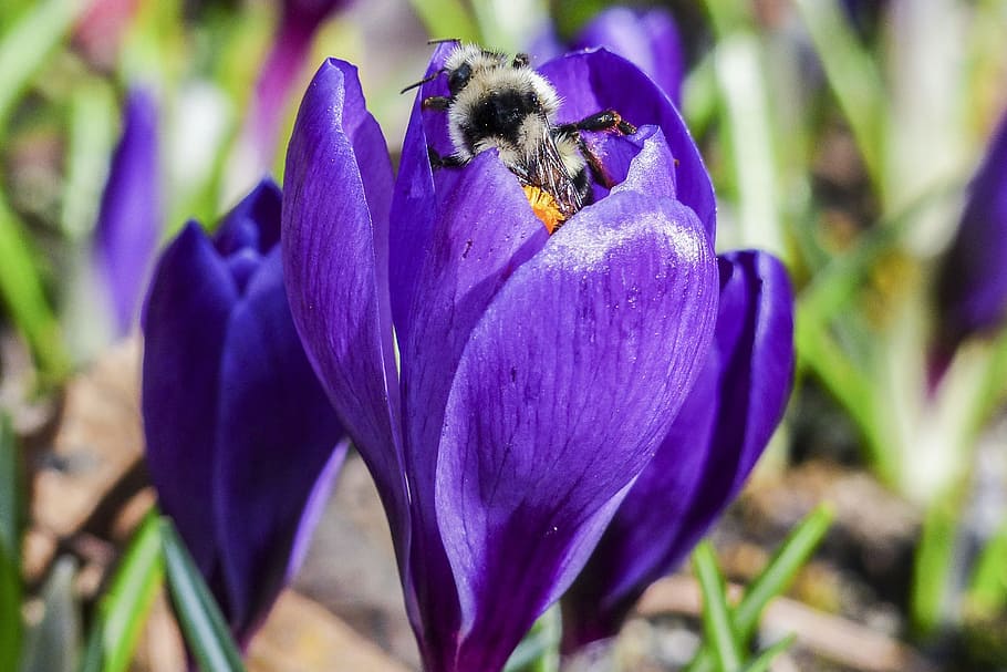 Bumble Bee, Purple, Crocus, Blossom, flower, nature, spring HD wallpaper