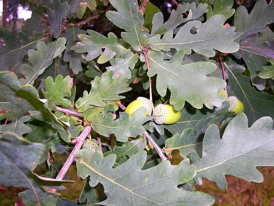 leaves, acorns, oak leaf, green, autumn, plant part, growth HD wallpaper