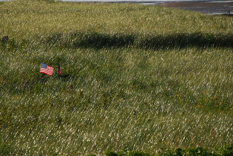 American flag, field, flags, grass, meadow, tall grass, nature HD wallpaper