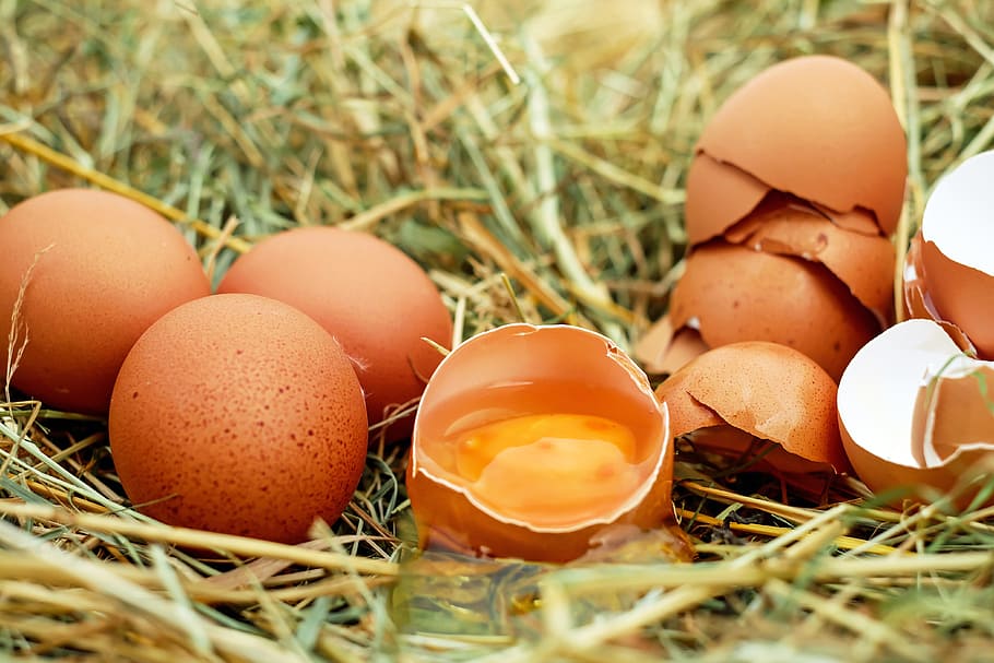 Brown Eggs in Nest, cracked, egg yolk, eggshell, farm, fresh