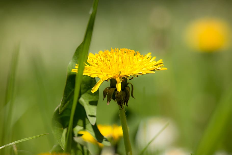 dandelion, yellow, flower, buttercup, stamp, bühen, spring, HD wallpaper