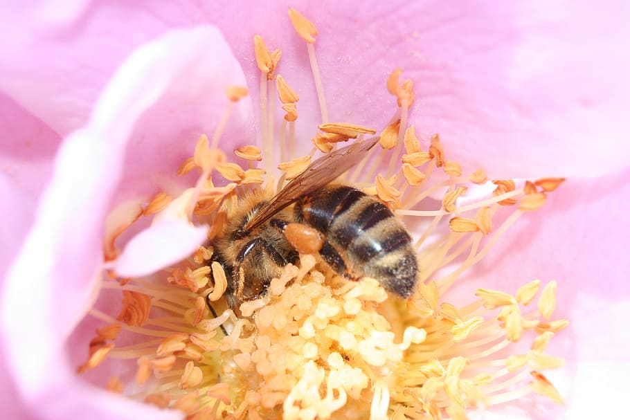 honeybee, nectar, pollen, insect, flower, macro, pollinate HD wallpaper
