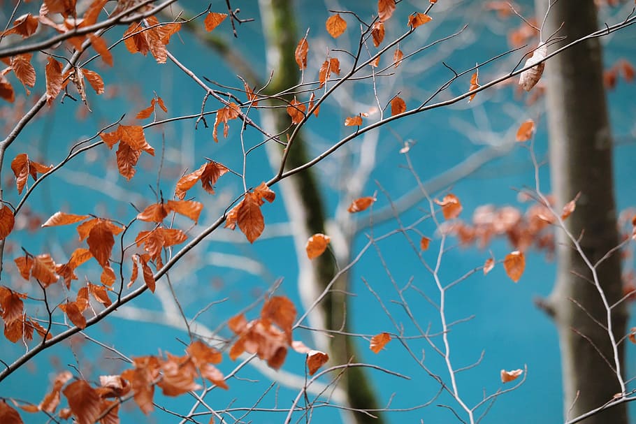 selective focus of tree leaves, closeup photo of brown leafed tree HD wallpaper
