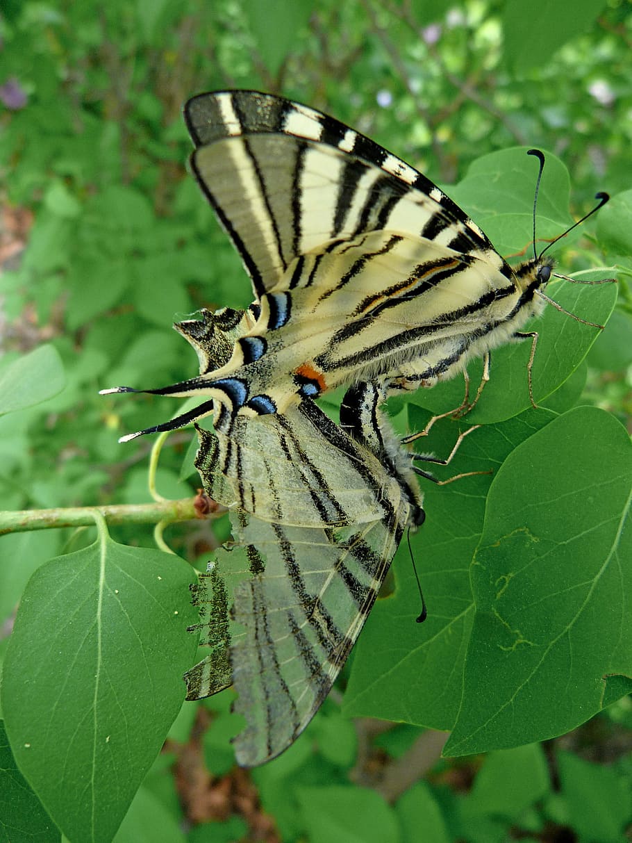 Swallowtail, Grand, Door, butterfly, nature, insects, macro HD wallpaper