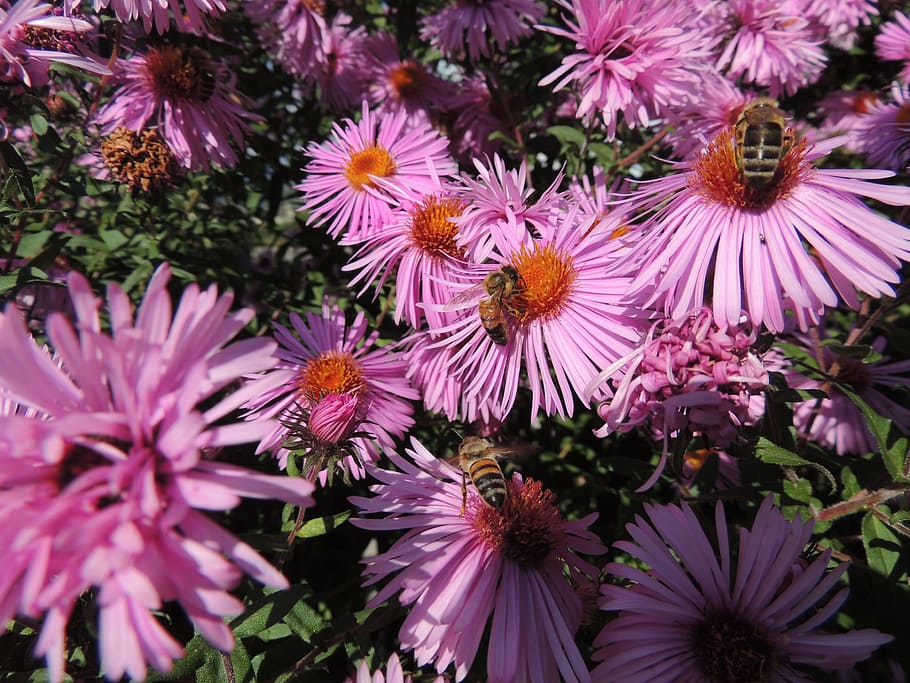 Blossom, Bloom, Bee, Insect, Purple, flower, fragility, plant HD wallpaper