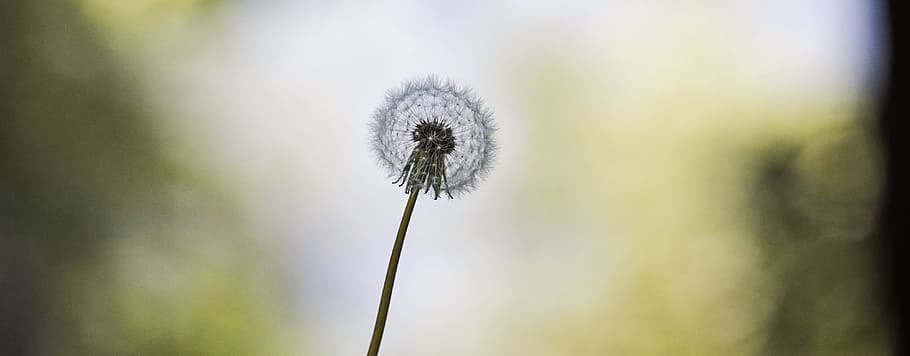 Dandelion, Flower, Spring, Summer, nature, green, blossom, plant HD wallpaper