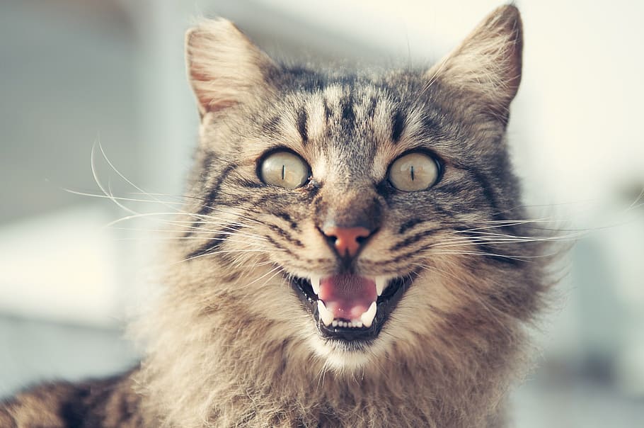 tilt shift lens photography of brown and black cat, meow, portrait HD wallpaper