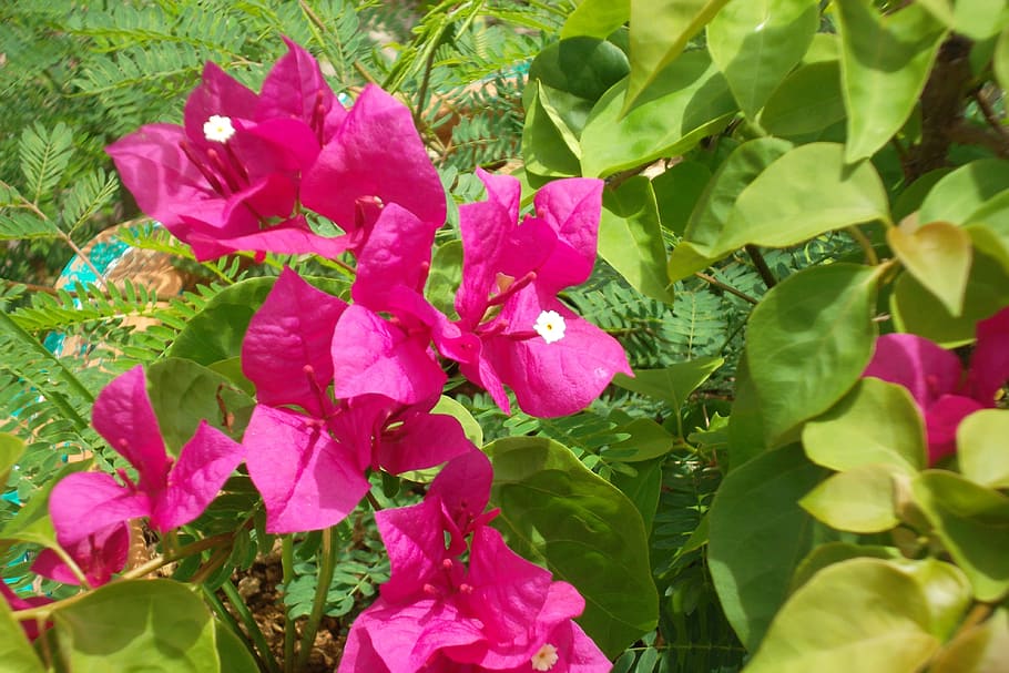 natural, flower, pink, flowering plant, beauty in nature, plant part HD wallpaper