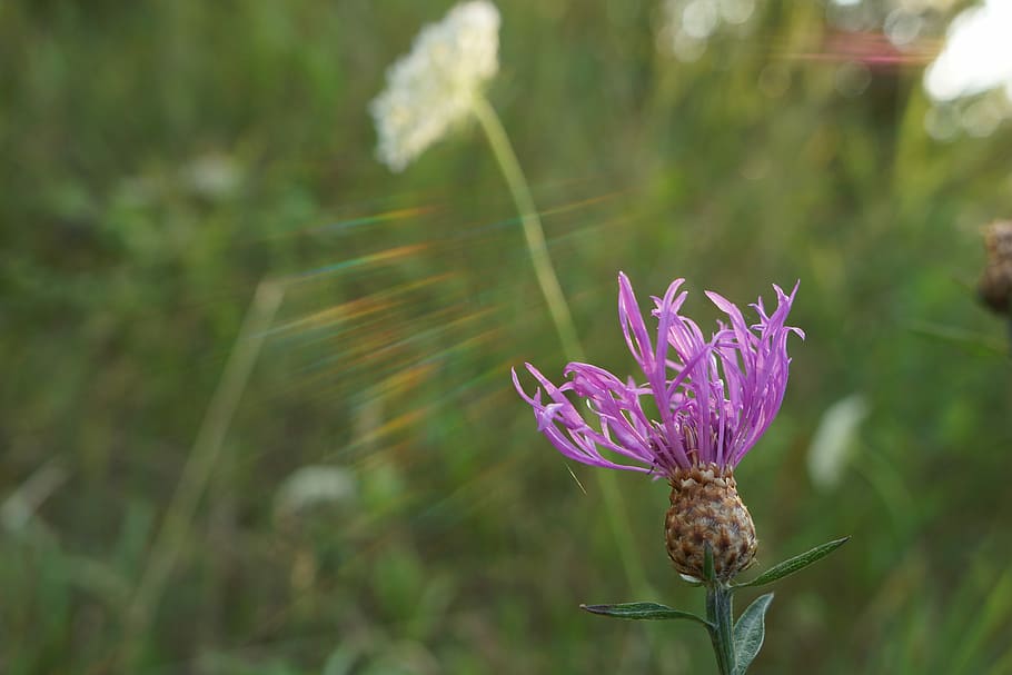 Flower, Sunlight, Twilight, summer, nature, spring, spring flower HD wallpaper