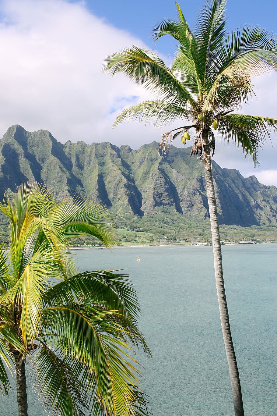 two green palm tress near body of water, coconut tree near body of water HD wallpaper