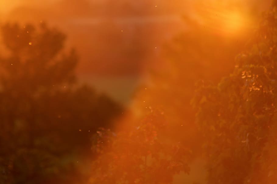 back light, mood, sun, summer, silhouette, sunset, landscape HD wallpaper