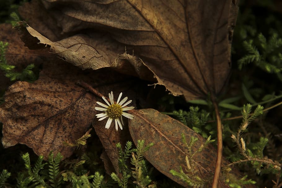 flower, nature, sheet, leaf, plant part, autumn, close-up, no people HD wallpaper
