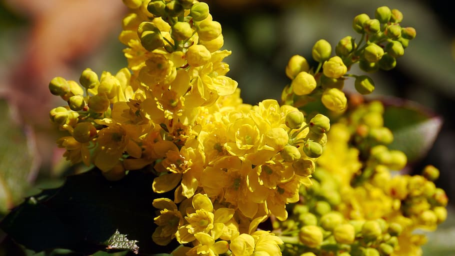Spring, Yellow, Flowers, nature, close-up, plant, fragility HD wallpaper