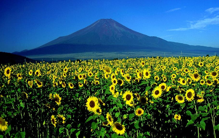 landscape photography sunflower field, mount fuji, sunflowers