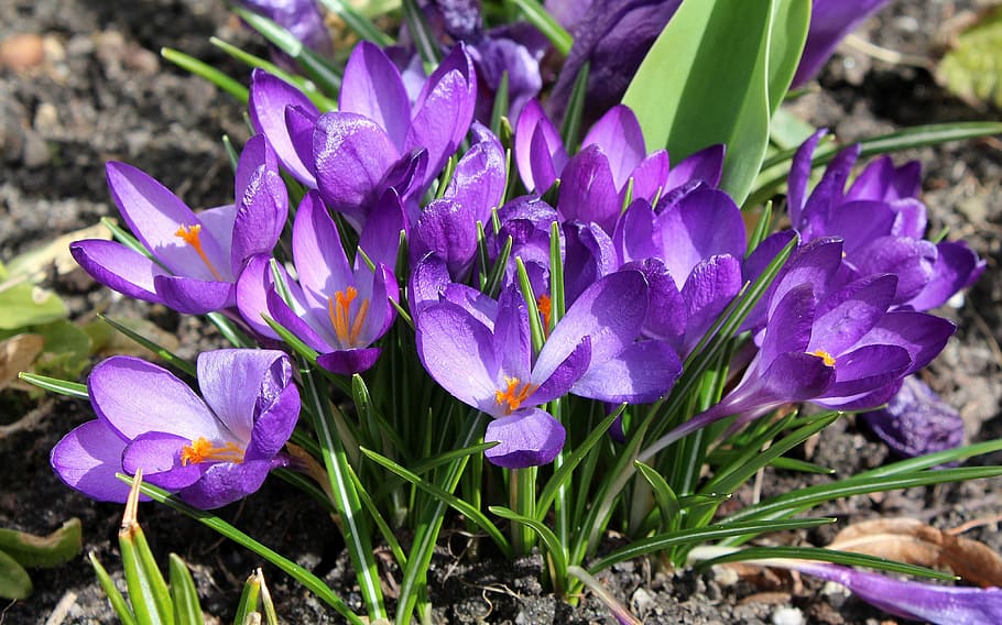 purple flowers, crocus, spring flowers, violet, nature, plant HD wallpaper