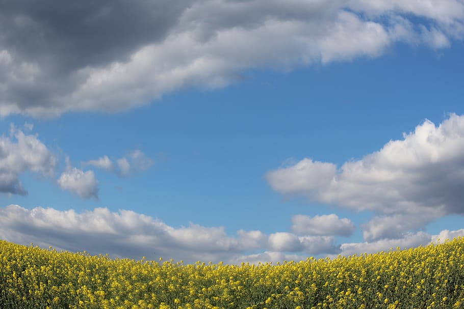 Fields, Mustard, Sky, Blue, Yellow, clouds, agriculture, cloud - sky, HD wallpaper