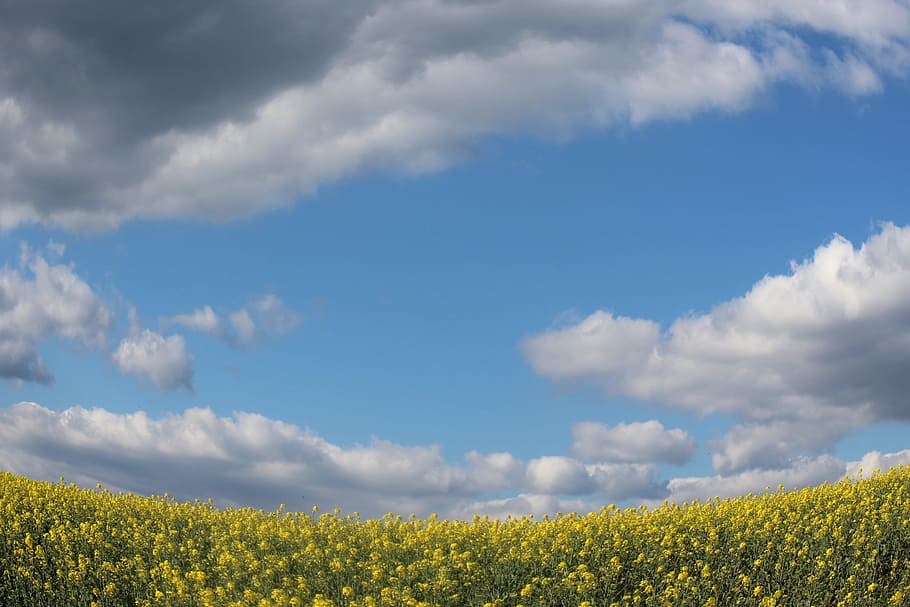 Fields, Mustard, Sky, Blue, Yellow, clouds, agriculture, cloud - sky HD wallpaper