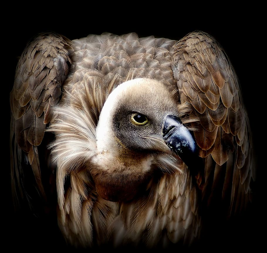 closeup photo of brown Vulture, bird, feathers, terrifying HD wallpaper