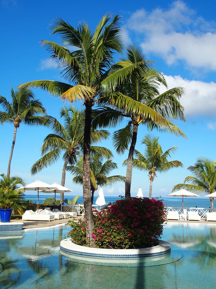 leafed tree on body of water, mauritius, pool, summer, swimming pool HD wallpaper
