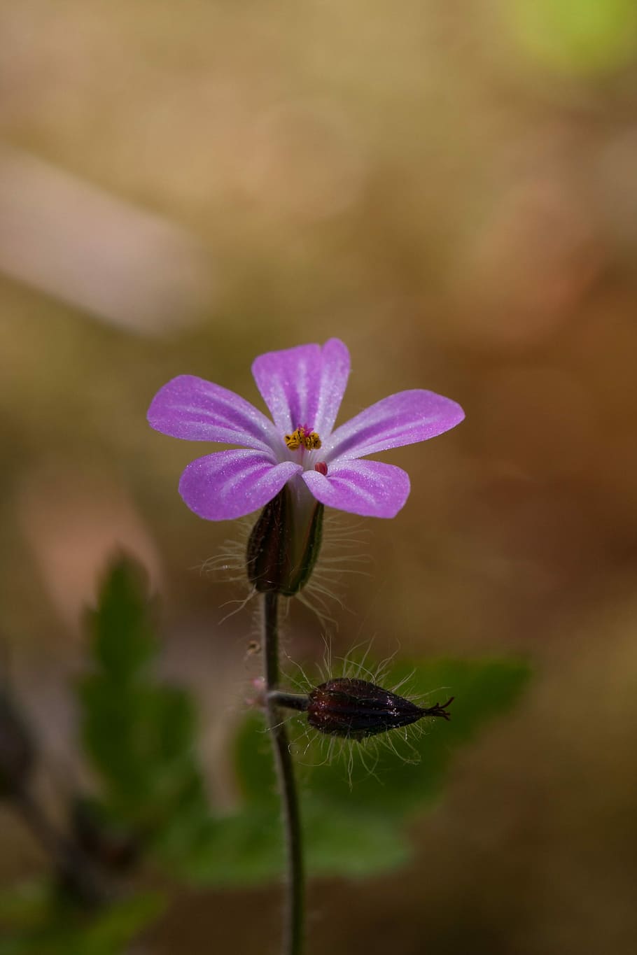 nature, flowers, flowering plant, vulnerability, fragility HD wallpaper