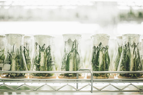 five green plants, plants inside glass vase, experiment, science HD wallpaper