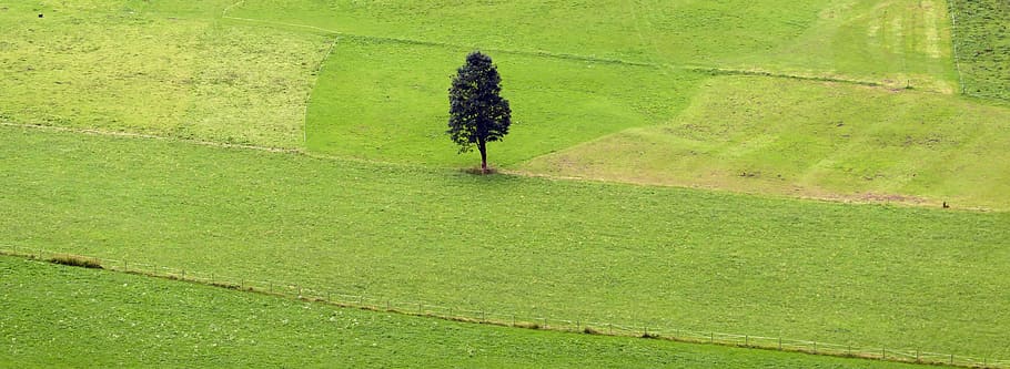 tree, lonely, meadow, flora, landscape, nature, bavaria, green color HD wallpaper