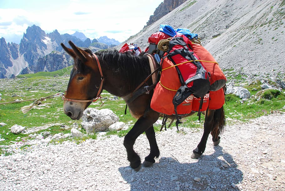 Mule, Mountain, Trail, Nature, Italy, trentino, landscape, summer HD wallpaper