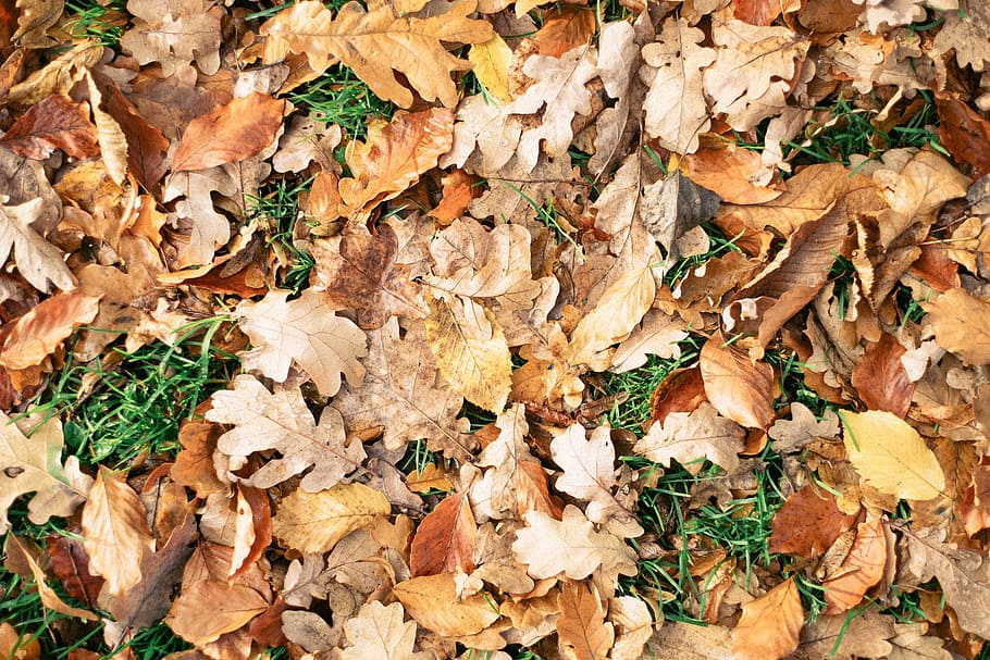 Autumn leaves, abstract, nature, leaf, yellow, season, forest HD wallpaper