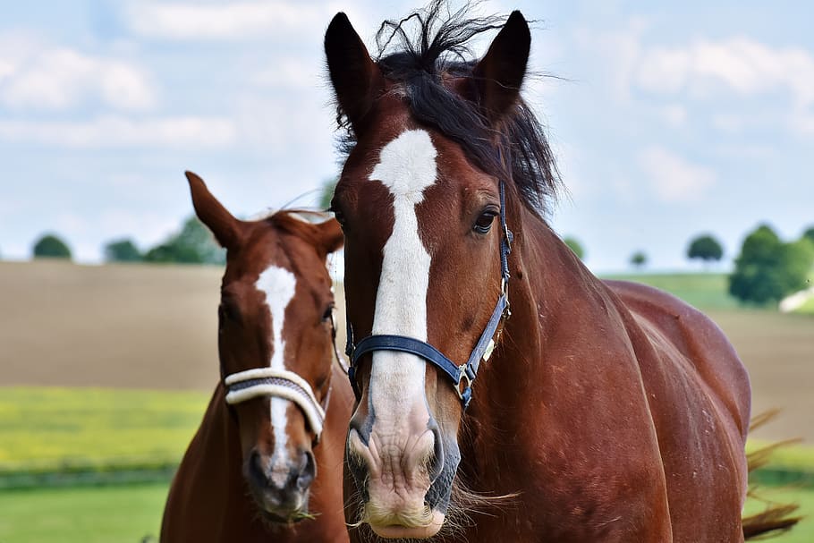 two brown horses, for two, coupling, stallion, eat, paddock HD wallpaper