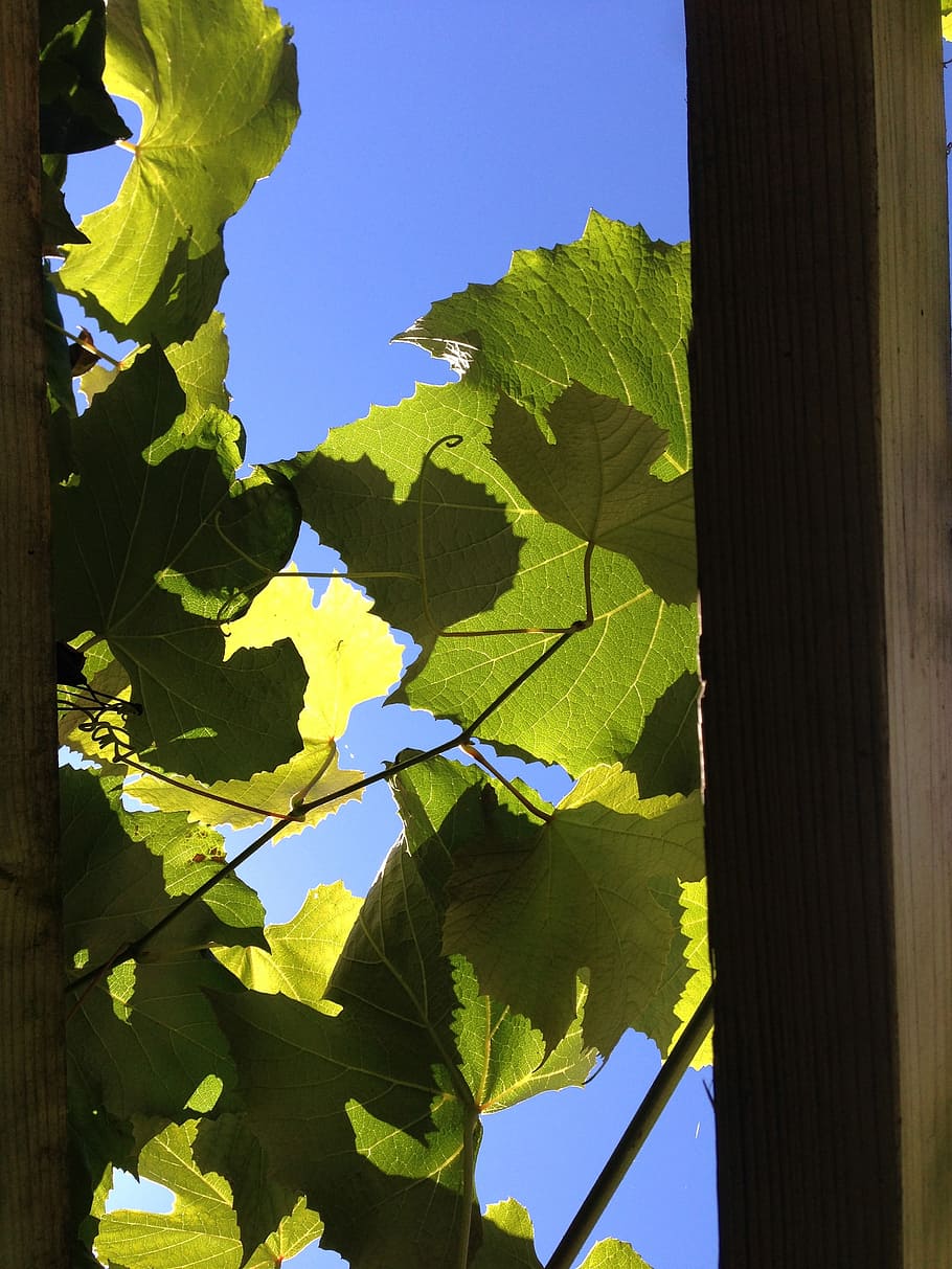 vines, vineyard, light, wine growing, grape, leaves, leaf, plant part HD wallpaper