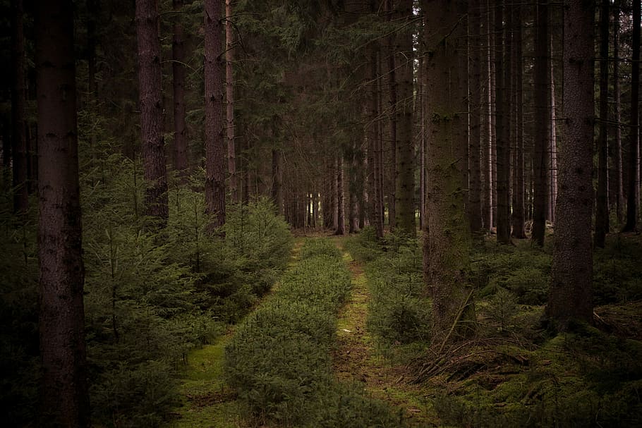 Forest, Trees, Nature, Landscape, green, oak, beech, fir, coniferous forest HD wallpaper