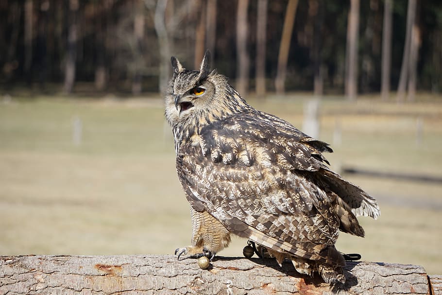 owl, eagle owl, nature, bird, animal, animal world, wild, wildlife park HD wallpaper